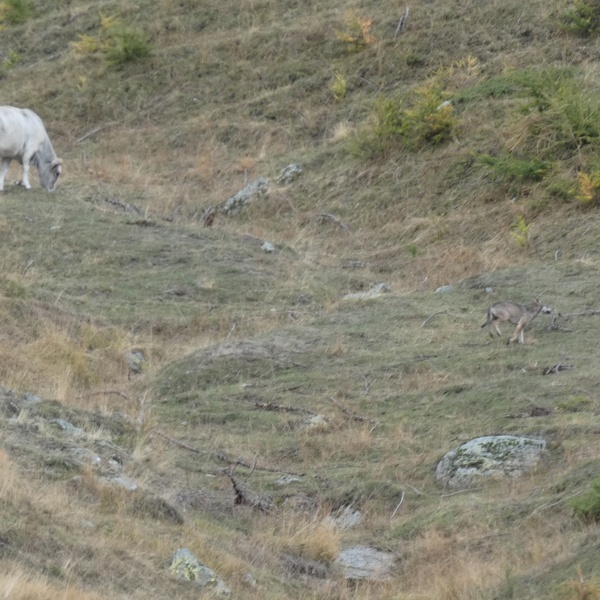 The wolf spotted in the area of the attack, while moving away through a herd of cows.