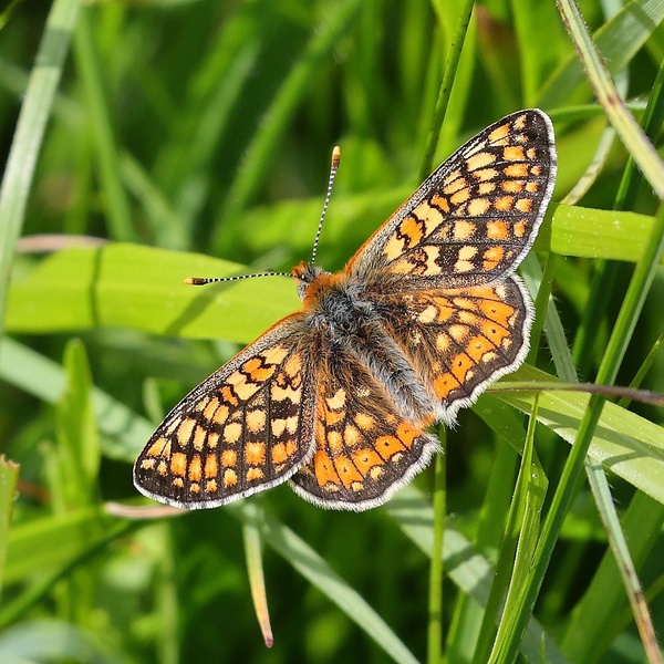 Euphydryas\u002Daurinia \u002D Espèce en Directive