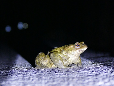 Un crapaud traverse la rue Grignetto. Sans la fermeture de la route, il aurait risqué d\u0027être écrasé par les pneus d\u0027une voiture.