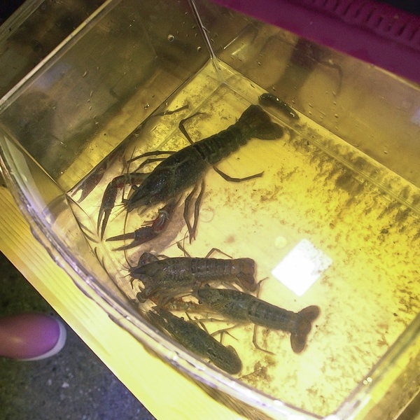 Alcuni gamberi rossi della Louisiana appositamente catturati per illustrare al pubblico la presenza di specie aliene.