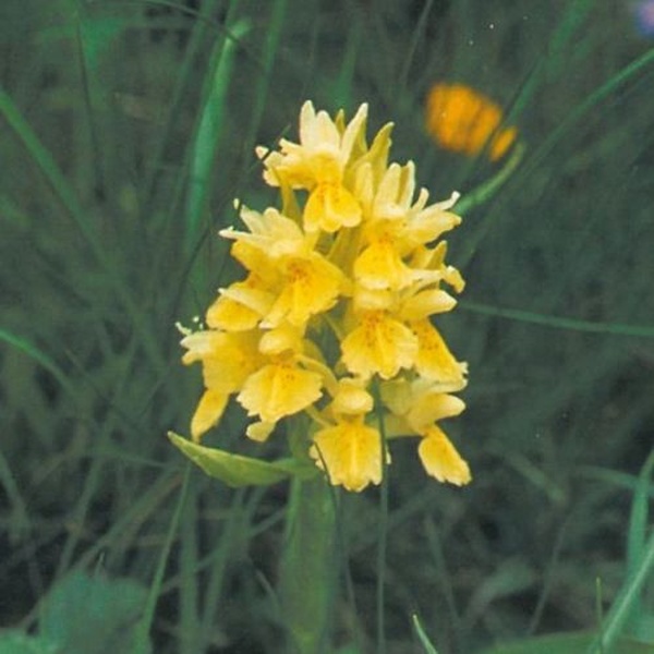 Orchidea sambucina (Dactylorhiza sambucina)