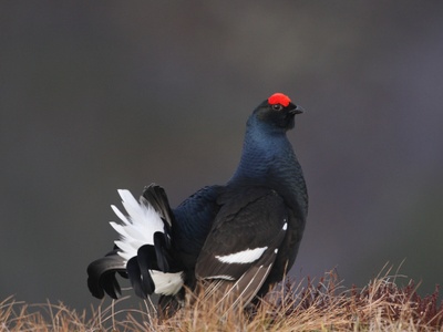 Uno splendido esemplare di fagiano di monte maschio, con le caratteristiche caruncole rosse.