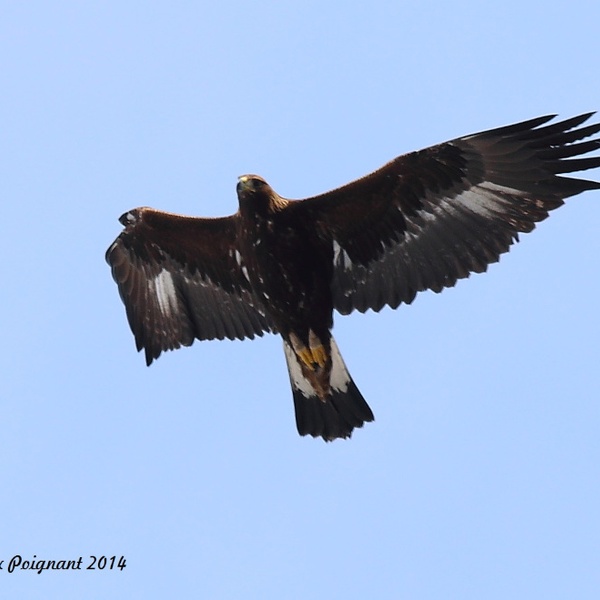 Un\u0027aquila reale in volo nei cieli della Val di Susa.