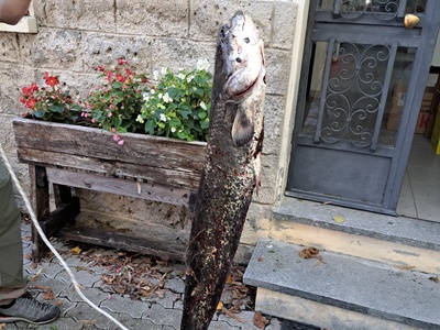 Le poids d\u0027un spécimen de silure prélevé dans le Lac Petit lors des opérations de pêche.