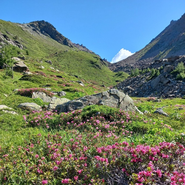 Panorama d\u0027alta quota con rododendri