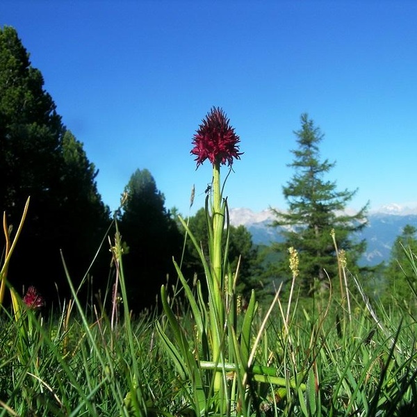 Nigritella rhellicani