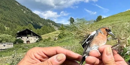 Fringuello \u002D stazione di inanellamento di Laval