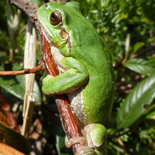 Un rana verde.
