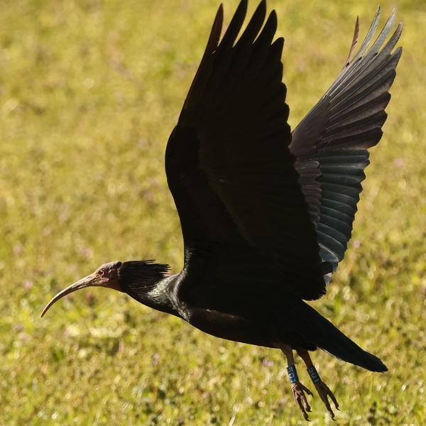 Ibis eremita femmina chiamata Felsa, identificata con il numero n. 501