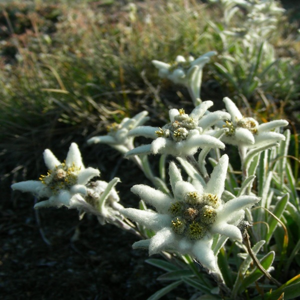 Stella Alpina \u002D Parcs Alpins Cozie