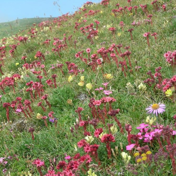 Fioritura d\u0027alta quota (Sempervivum)