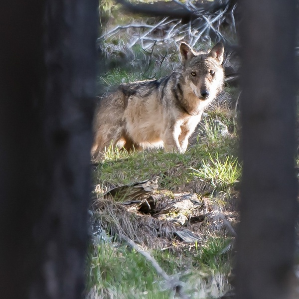 lupo\u002D foto Massimiliano Pons