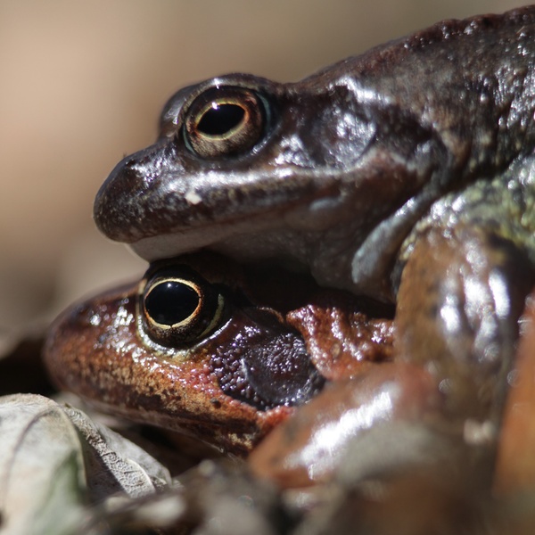 En train de s\u0027accoupler \u002D photo de Luca Giunti