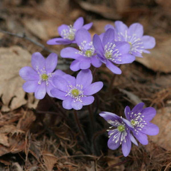 Una pianta di Hepatica nobilis che cresce volentieri all\u0027interno dell\u0027alneto.