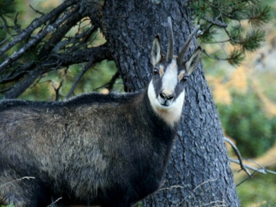 Camoscio nel Gran Bosco di Salbertrand