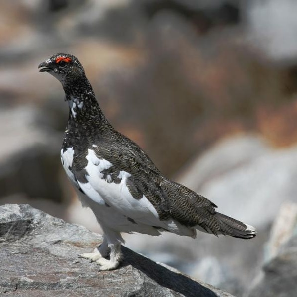 Pernice blanche (Lagopus Muta)