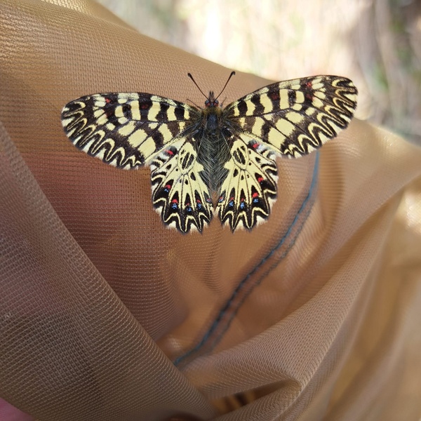 Monitoraggio di Zerynthia polyxena