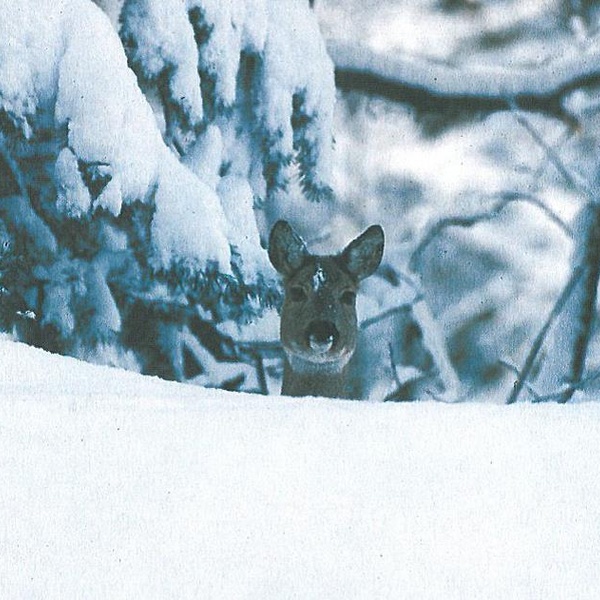 Capriolo nel bosco innevato
