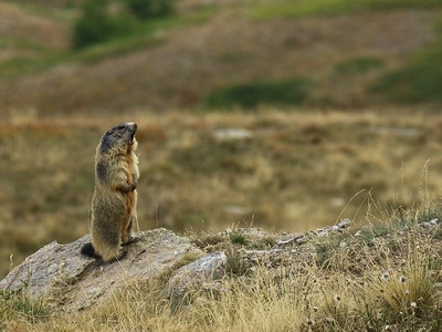 Marmotta di vedetta
