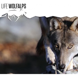 LIFE12 NAT/IT/000807 LIFE WOLFALPS