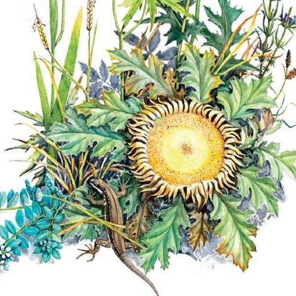 Flowers of the dry slopes