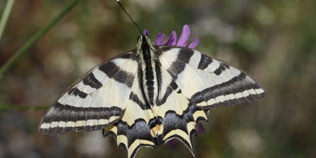 Papilio alexanor