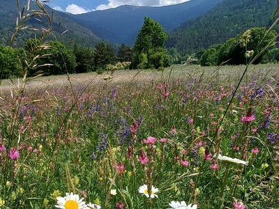 Prés de fleurs à Salbertrand