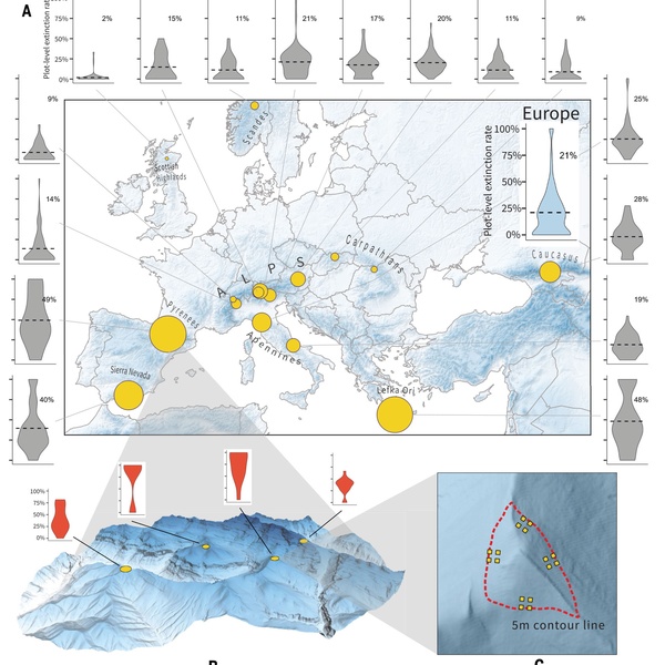 Nell\u0027immagine tratta dall\u0027articolo pubblicato su \u0022Science\u0022, la figura A mostra la distribuzione dei siti campionati. Le dimensioni dei cerchi indicano la proporzione media di estinzioni locali dal 2001 al 2022 in tutte le parcelle di una determinata regione montana. I grafici a violino mostrano la distribuzione dei tassi di estinzione a livello di parcella. Nelle figure B e C si può osservare la distribuzione dei siti in ciascuna regione montana.