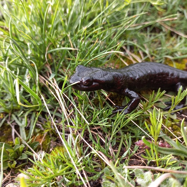 Lanza\u0027s Salamander