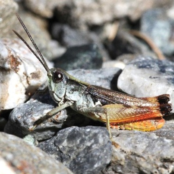 Chorthippus pullus \u002D gravel grasshopper (male)