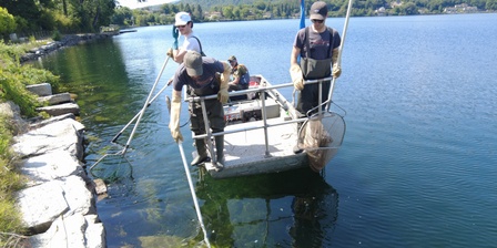 Una fase della pesca scientifica al pesce siluro nel Lago Grande di Avigliana.