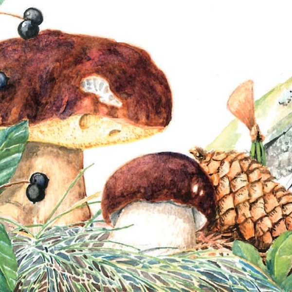 The boletus pinophilus, better known by the name of porcini.