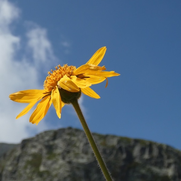 Arnica montana