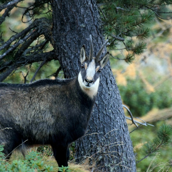 Camoscio in terreno boscato nel Gran Bosco di Salbertrand