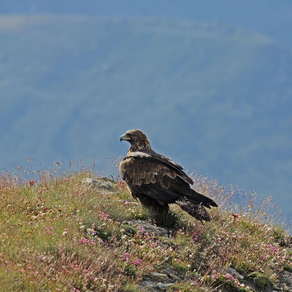 Un\u0027aquila reale posata al suolo nel Parco Naturale del Gran Bosco di Salbertrand.
