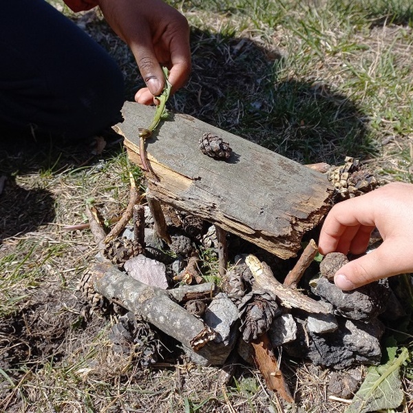 Les secrets de la vieille forêt