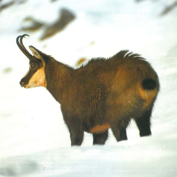 Camoscio (rupicapra rupicapra)