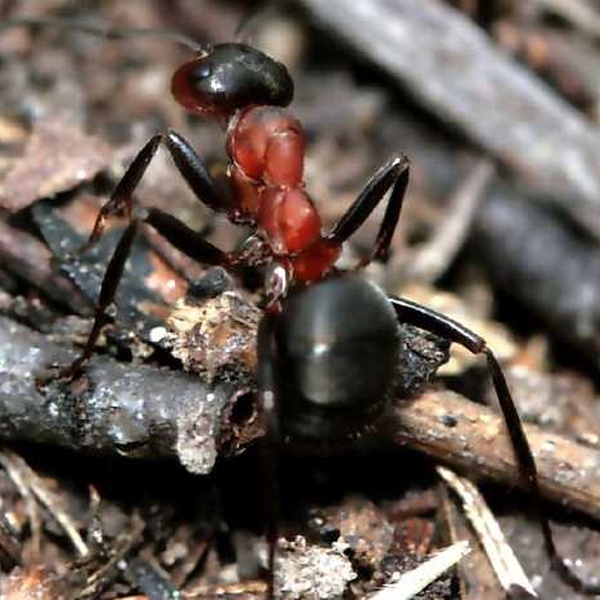 Formica rufa