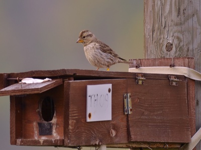 Passera lagia in alta Valle di Susa