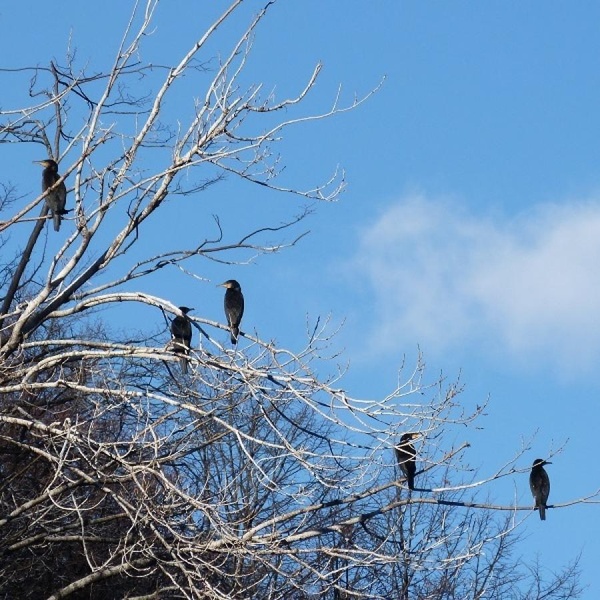 Cormorani