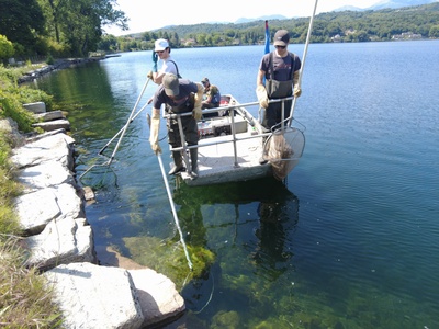 Una fase della pesca scientifica al pesce siluro nel Lago Grande di Avigliana.