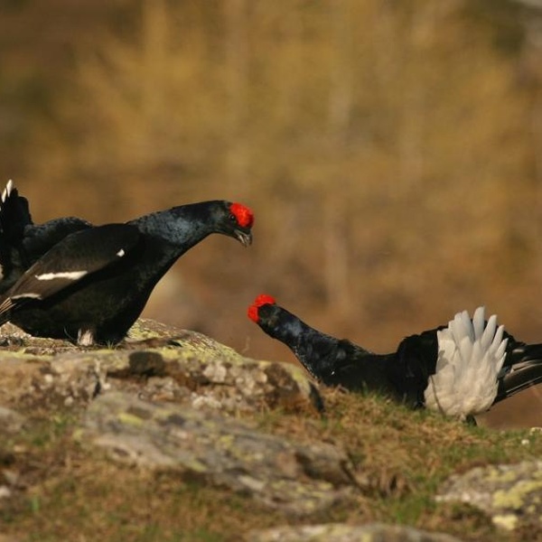Fagiano de montagne (Lyrurus tetrix)