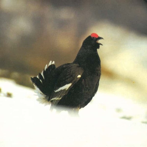 Gallo forcello (tetrao tetrix)