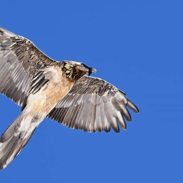 Un gypaète barbu plane dans les cieux des Parcs Alpins Cozie.
