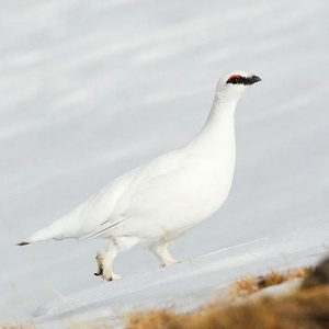 Centro de référence \u0022Faune alpine typique\u0022