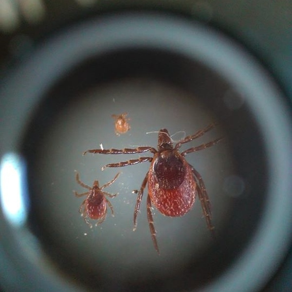 Zecche au microscope