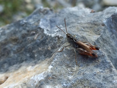 Chorthippus cialancensis