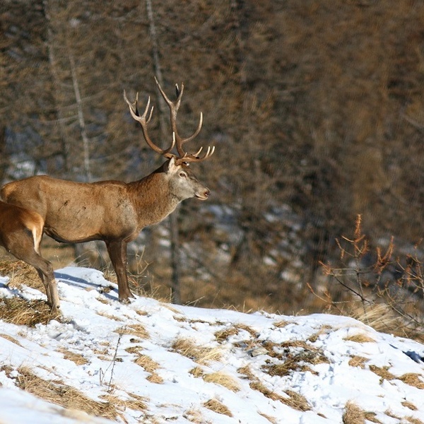 Avant le retour spontané du loup, le cerf était une espèce soumise à des abattages sélectifs dans le parc naturel du Gran Bosco di Salbertrand.