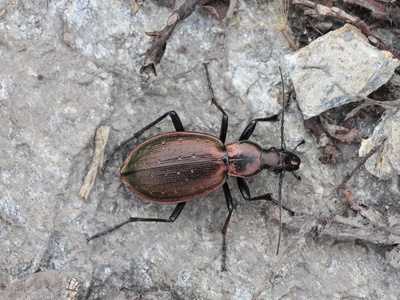 Carabus cychroides