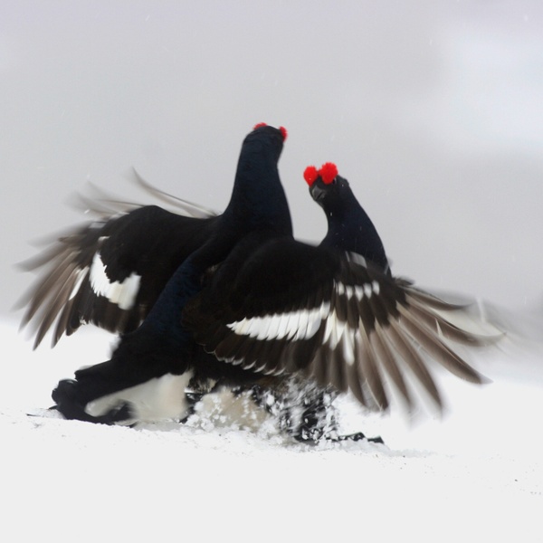 Due fagiani di monte si confrontano in un\u0027arena innevata.